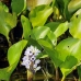 lake_mandicocha_la_v_0130_ecu0827.jpg